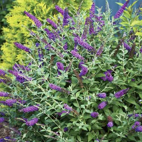 Budlėja davido Miss Violet PBR, С3 interface.image 1 interface.art 8515