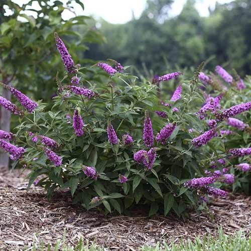 Budlėja davido Pink Micro Chip PBR, С3 interface.image 1 interface.art 8516