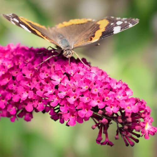 Budlėja davido Royal Red, P9 interface.image 1 interface.art 9011