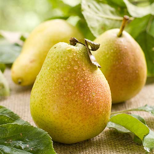 Kriaušė Williams, С2 interface.image 1 interface.art 7938