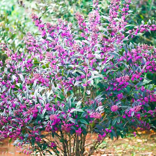 Callicarpa Pearl Glam interface.art nuotrauka 1 Callicarpa Pearl Glam interface.image 1 interface.art 5589