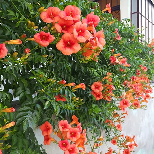 Ląstūnė Campsis , P9 interface.image 1 interface.art 9181