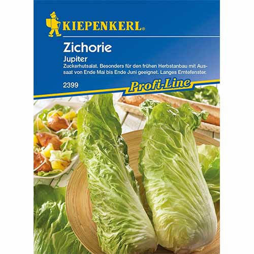 Cikorija Jupiter F1 Kiepenkerl interface.image 1 interface.art 96686