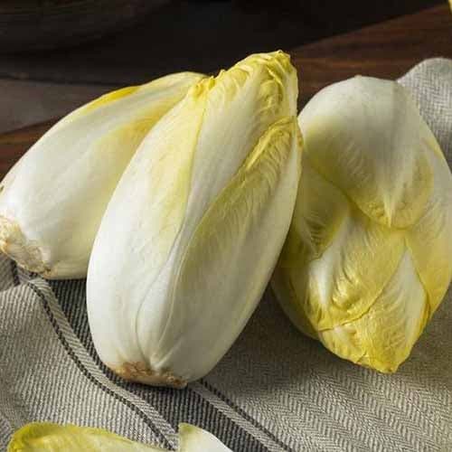 Cikorijos Mechelse Middelvroeg interface.image 1 interface.art 96502