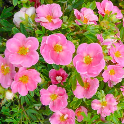 Cinquefoil Bellissima interface.art nuotrauka 1 Cinquefoil Bellissima interface.image 1 interface.art 5620