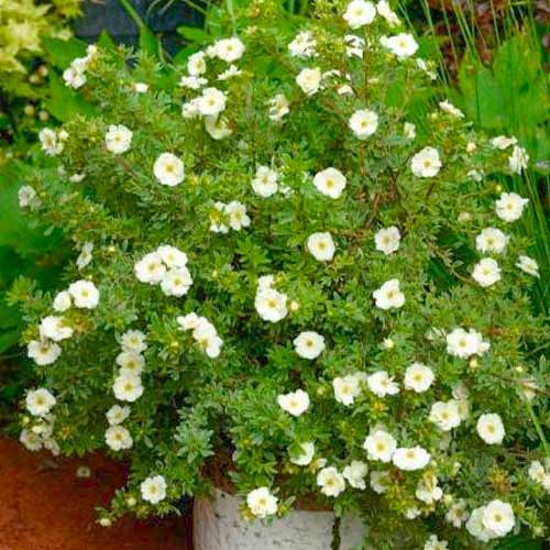 Cinquefoil Double Punch Cream interface.art nuotrauka 1 Cinquefoil Double Punch Cream interface.image 1 interface.art 5621