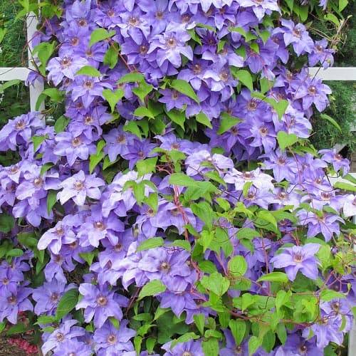 Raganė Clematis Blue Angel, P9 interface.image 1 interface.art 9051
