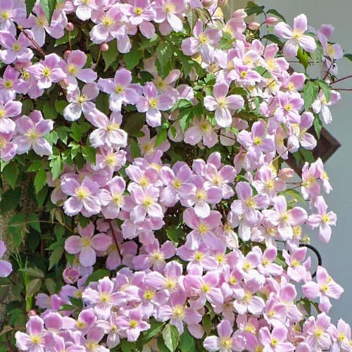 Clematis Elizabeth interface.art nuotrauka 1 Clematis Elizabeth interface.image 1 interface.art 9053