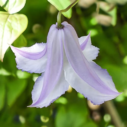 Clematis Fairy Slippers, С2 interface.art nuotrauka 1 Clematis Fairy Slippers, С2 interface.image 1 interface.art 5472
