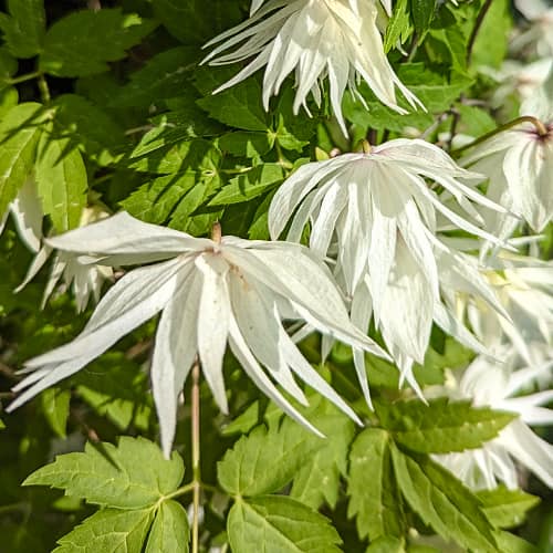 Clematis Lemon Dream, С2 interface.image 1 interface.art 5484