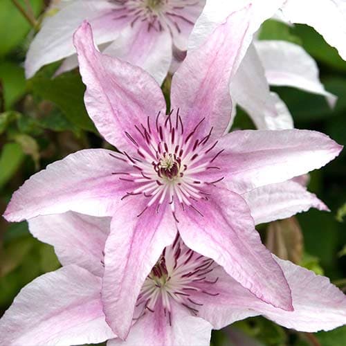 Clematis Pink Fantasy interface.image 1 interface.art 9055