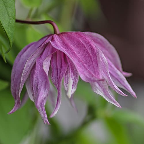 Clematis Purple Dream, С2 interface.image 1 interface.art 7762