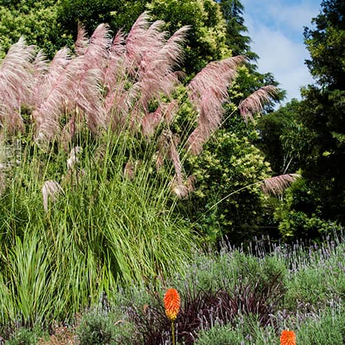 Pampų žolė Cortaderia Pink Feather, С2 interface.image 1 interface.art 4751