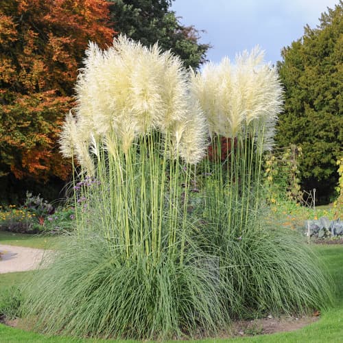 Pampų žolė Cortaderia White Feather, С2 interface.art nuotrauka 1 Pampų žolė Cortaderia White Feather, С2 interface.image 1 interface.art 4753
