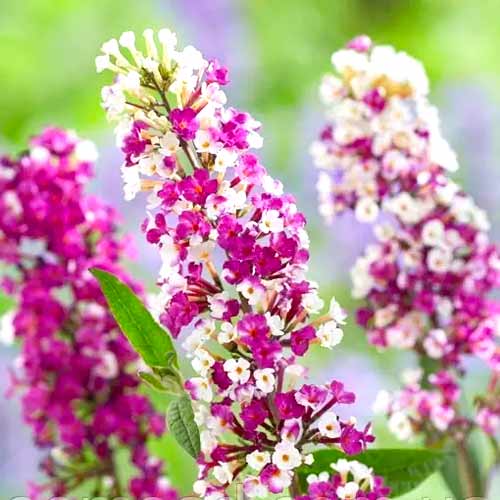 Davido Budlėja (Buddleja Davidii) Berries Cream interface.image 1 interface.art 77802