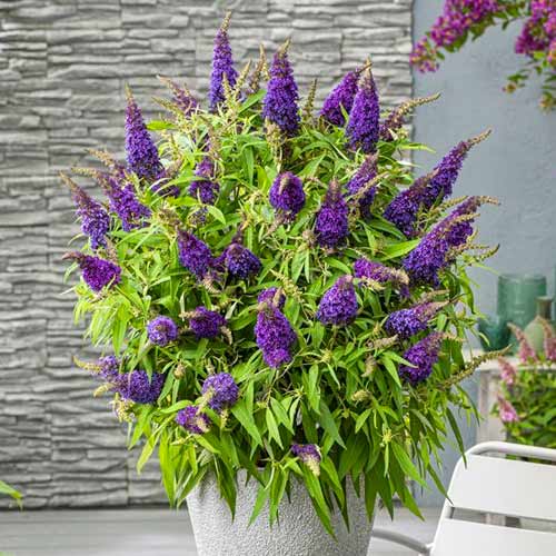 Davido Budlėja (Buddleja Davidii) Little Purple interface.image 1 interface.art 77803