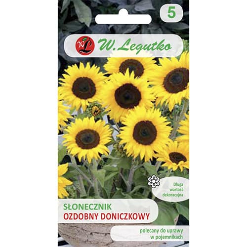 Dekoratyvinės saulėgrąžos Polino Cola, vazoninė interface.image 1 interface.art 69627