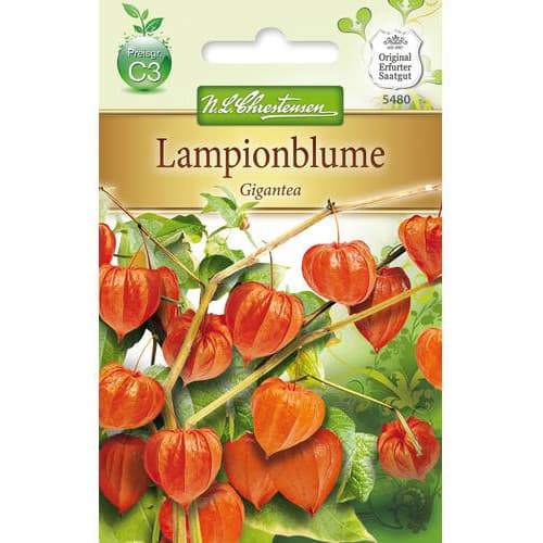 Dumplūnės Gigantea Chrestensen interface.image 1 interface.art 78976