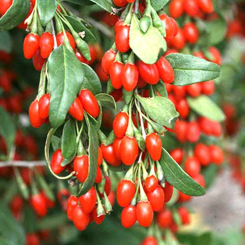 Dygliuotasis Ožerškis (Goji - Lycium) interface.image 1 interface.art 77817