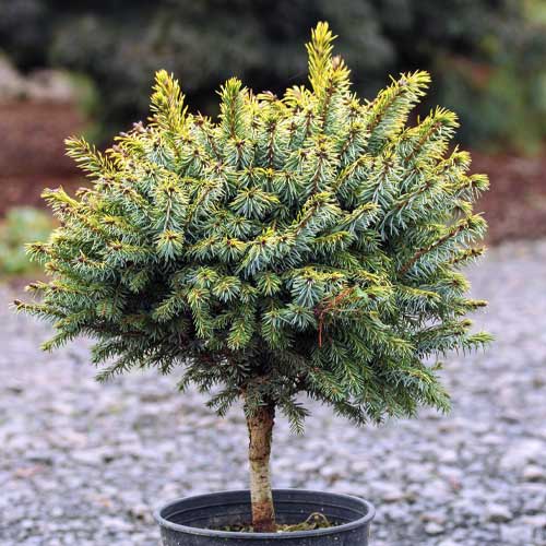 Eglė Peve Tijn, C5 interface.image 1 interface.art 8249