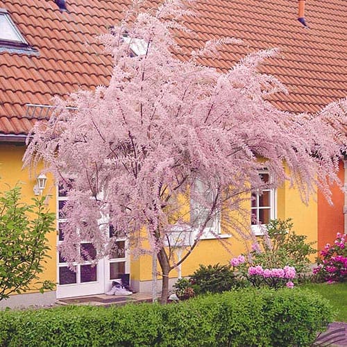 Eglūnas smulkiažiedis, P9 interface.image 1 interface.art 9102