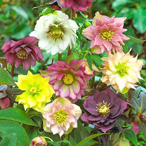 Eleboras (Helleborus) Double Ellen Mixed interface.art nuotrauka 1 Eleboras (Helleborus) Double Ellen Mixed interface.image 1 interface.art 70459