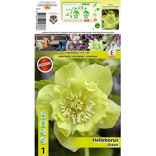 Eleboras (Helleborus) Double Ellen „Green“ interface.image 1 interface.art 70409