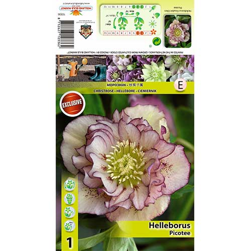 Eleboras (Helleborus) Double Ellen „Picotee“ interface.image 1 interface.art 70410