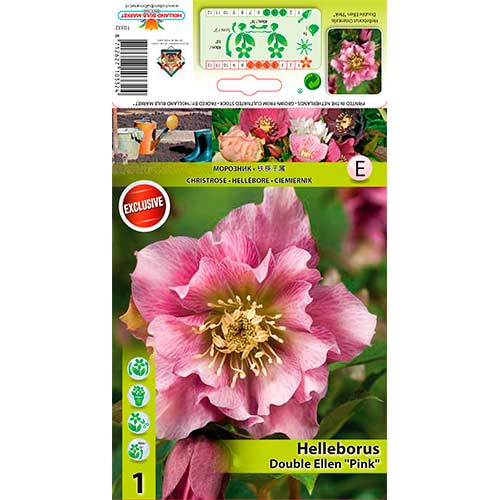 Eleboras (Helleborus) Double Ellen „Pink“ interface.image 1 interface.art 76262