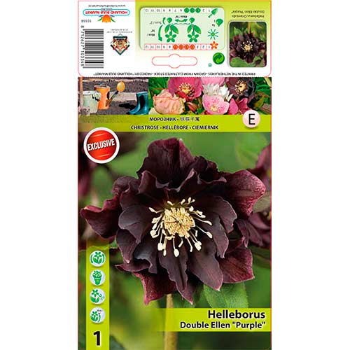 Eleboras (Helleborus) Double Ellen „Purple“ interface.art nuotrauka 1 Eleboras (Helleborus) Double Ellen „Purple“ interface.image 1 interface.art 76263