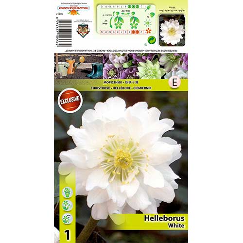Eleboras (Helleborus) Double Ellen „White“ interface.art nuotrauka 1 Eleboras (Helleborus) Double Ellen „White“ interface.image 1 interface.art 70411