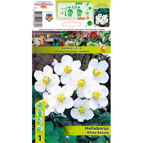 Eleboras (Helleborus) White Beauty interface.art nuotrauka 1 Eleboras (Helleborus) White Beauty interface.image 1 interface.art 76264