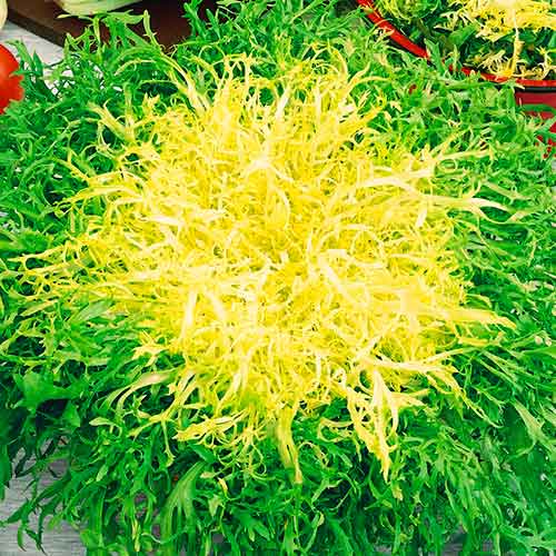 Endivija Avantgarde Kiepenkerl interface.image 1 interface.art 96611