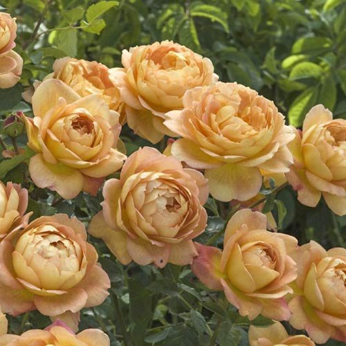 English Rose Lady of Shalott®, C5 interface.art nuotrauka 1 English Rose Lady of Shalott®, C5 interface.image 1 interface.art 6139