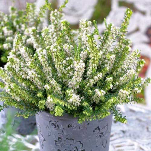 Erika (Erica) White Perfection interface.image 1 interface.art 76691