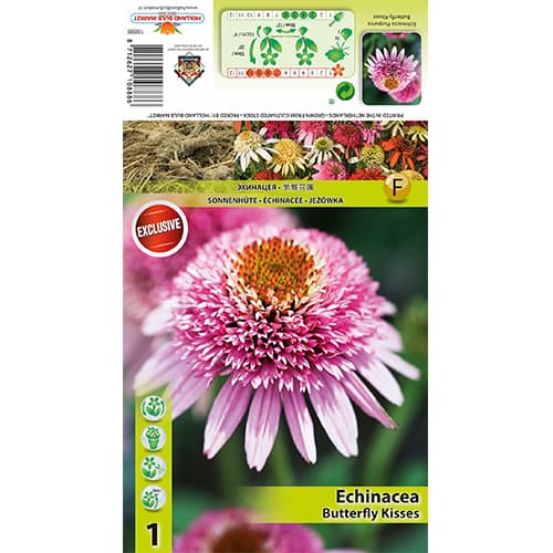 Ežiuolė Butterfly Kisses interface.image 1 interface.art 77833