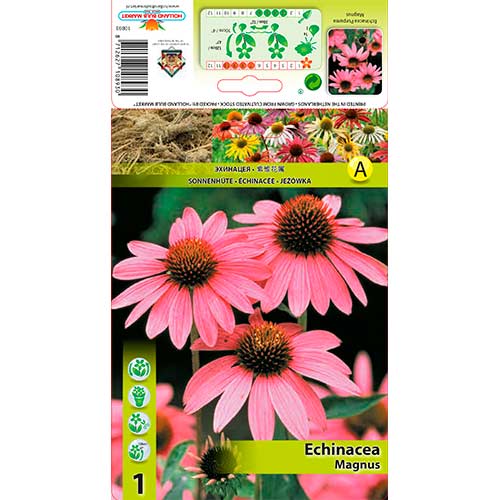 Ežiuolė (Echinacea) Magnus interface.image 1 interface.art 76625