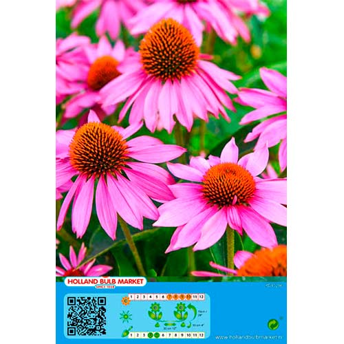 Ežiuolė (Echinacea) Pink interface.image 1 interface.art 76435