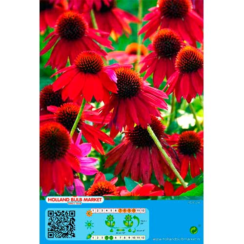 Ežiuolė (Echinacea) Red interface.image 1 interface.art 76436