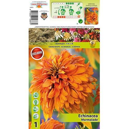 Ežiuolė Marmalade interface.image 1 interface.art 77832