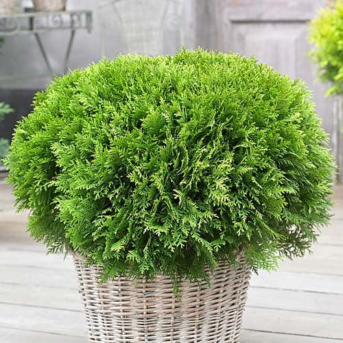 Tuja Danica, Р9 interface.image 1 interface.art 9466