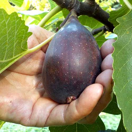 Figmedis Black Mission, С2 interface.image 1 interface.art 6928