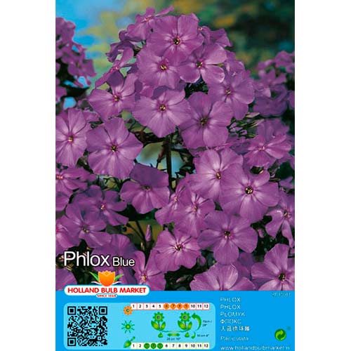 Flioksas (Phlox) Blue interface.image 1 interface.art 76489