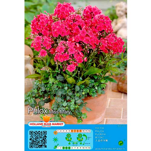 Flioksas (Phlox) Miss Mary interface.image 1 interface.art 76490