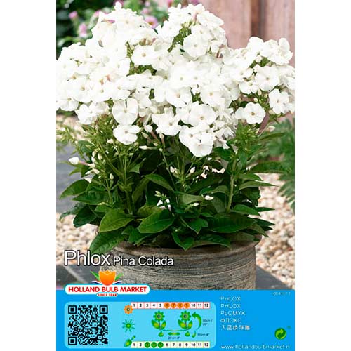 Flioksas (Phlox) Pina Colada interface.art nuotrauka 1 Flioksas (Phlox) Pina Colada interface.image 1 interface.art 76492