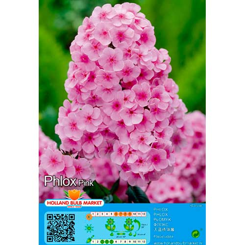 Flioksas (Phlox) Pink interface.image 1 interface.art 76493