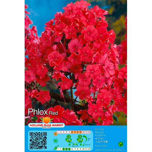 Flioksas (Phlox) Red interface.image 1 interface.art 76494