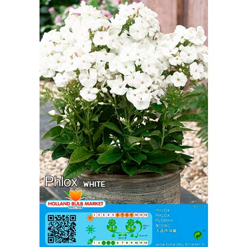 Flioksas (Phlox) White interface.art nuotrauka 1 Flioksas (Phlox) White interface.image 1 interface.art 76496
