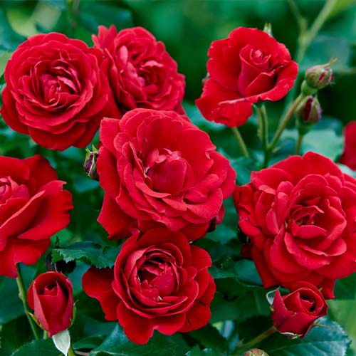 Floribunda rožė Bordo interface.image 1 interface.art 6127