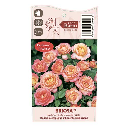Floribunda rožė Briosa®, C5 interface.image 4 interface.art 6149